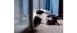 Jak stworzyć bezpieczny dom dla kota?