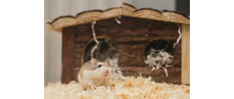 Charakterystyka chomika syryjskiego. Jak o niego zadbać?