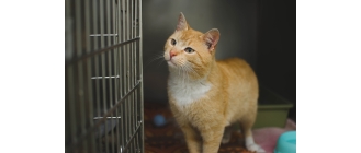 Czy kota trzeba szczepić? Na co zaszczepić mruczka?