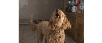 Dlaczego pies wyje? Lista możliwych powodów wycia