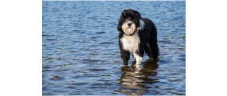 Portugalski pies dowodny (Cão de Água Português) - encyklopedia ras psów