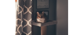 Jak w prosty sposób zrobić samemu drapak dla kota?