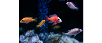 Jakie są drapieżne ryby akwariowe?