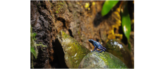 Drzewołazy (Dendrobates) - czy to najpiękniejsze okazy terrarystyczne?