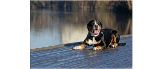 Duży szwajcarski pies pasterski - encyklopedia ras psów