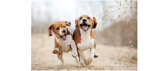 Dymorfizm płciowy - co to jest i jak go odróżnić?