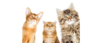 Kiedy wypada Dzień Kota i jak go celebrować - sprawdzone tipy!