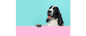 Kiedy jest Dzień Psa i jak go obchodzić?