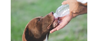 Zdjęcie przedstawia właściciela, który podaje swojemu psu specjalne elektrolity