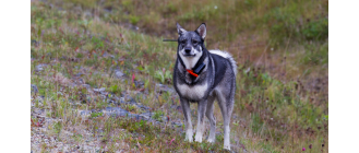 Elkhund szary (norweski pies na łosie) - encyklopedia ras psów