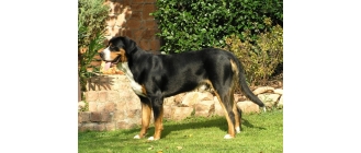 Entlebucher (mountain dog) - najważniejsze informacje o rasie