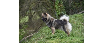 Eurasier (Eurasian dog) – Encyklopedia psów
