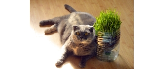 Dlaczego koty jedzą trawę? Jaką trawę dla kota wybrać?