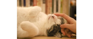 Felinoterapia – jak wygląda leczenie kotem?
