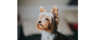 Yorkshire terrier - charakterystyka, pielęgnacja, zdrowie (Encyklopedia psów)