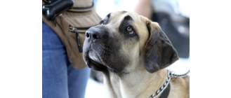 Fila brasileiro (Fila brazylijska) – najważniejsze informacje o rasie. Encyklopedia psów