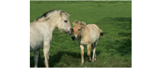 Konie fiordzkie (norweskie), czyli bułane konie Wikingów!