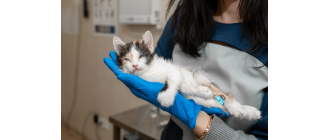 Zapalenie otrzewnej u kota (FIP) - jak postępować?