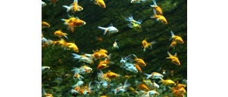 Jakie ryby do oczka wodnego wybrać?