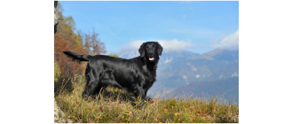 Jaki jest jedyny gładkowłosy retriever? Flat coated retriever - encyklopedia ras psów