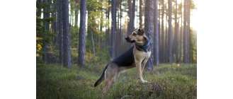 Wścieklizna u psów – objawy, sposób zakażenia i szczepienia