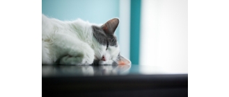 Co powinieneś wiedzieć przed wizytą z psem lub kotem u weterynarza?