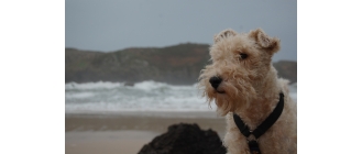 Foksterier – najważniejsze informacje o rasie. Encyklopedia psów