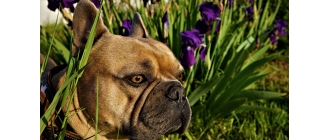 Ugryzienie komara – czy jest groźne dla psa i w jaki sposób chronić przed nim pupila?