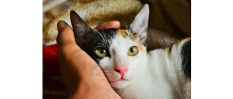 Gdzie głaskać kota? Przedstawiamy mapę kocich stref przyjemności