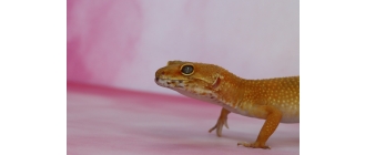 Gekon - hodowla gekona w domu. Najważniejsze informacje o gatunkach i wymaganiach hodowlanych gekonów