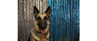 Jakie są rasy psów policyjnych? Na czym polega ich szkolenie i praca?