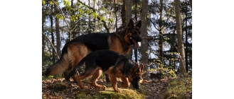 Owczarek niemiecki – najważniejsze informacje o rasie