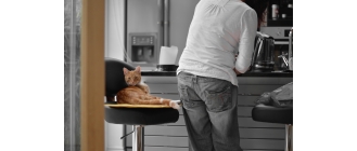 Jakimi produktami spożywczymi może zostać poczęstowany kot?