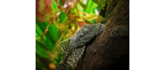 Glonojady - jakie są te popularne ryby akwariowe?