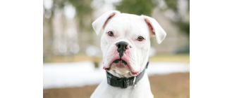 Jak zadbać o głuchego psa? Rozpoznanie objawów i praktyczne wskazówki szkoleniowe