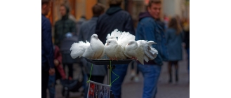 Co jedzą młode gołębie? Czym karmić gołębie w zależności od ich potrzeb?