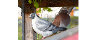 Co może cię zadziwić w gołębiach pocztowych?