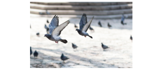 Gołębie - co powinieneś wiedzieć o tych miejskich ptakach?