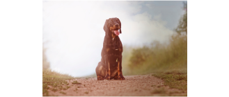 Gończy polski - druga gończa rasa Polski. Encyklopedia ras psów