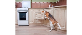 Gotowane jedzenie dla psa – czy jest zdrowe?