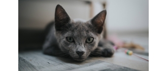 Pozycja bólowa u kota