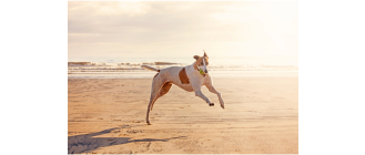 Pies greyhound - najszybszy z chartów. Encyklopedia ras psów