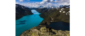 Encyklopedia ras: Greyster – pies, który najszybciej ciągnie sanie