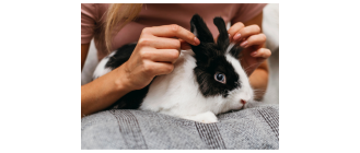 Czy warto zdecydować się na strzyżenie królika?