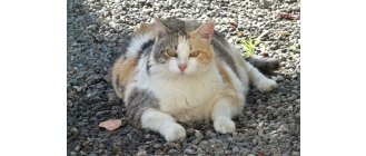 Otyłość u psa i kota - weterynarz radzi