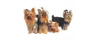 Grupa III psów w FCI: Teriery - jakie są to psy?