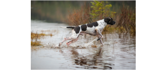 Grupa VII psów w FCI: Wyżły – rodzaje i opis