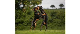 Grupa II FCI: Pinczery i sznaucery, molosy, szwajcarskie psy górskie i do bydła, pozostałe rasy