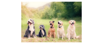 Grupa VIII psów FCI – Aportery, płochacze i psy dowodne