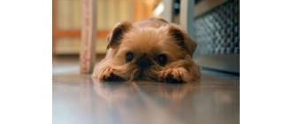 Gryfoniki – przedstawienie i opis odmian - Encyklopedia psów